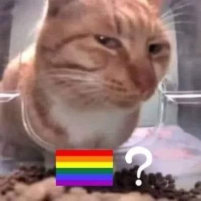 Meme del gato OCNI